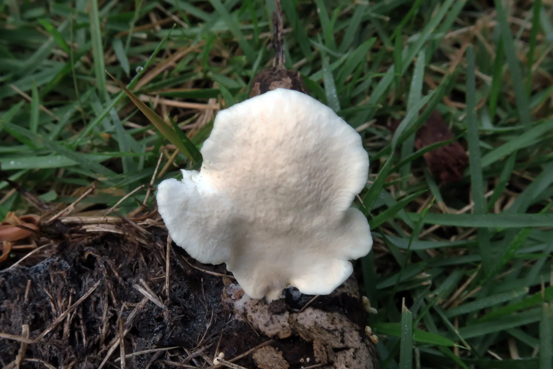 Pleurotus djamor - 1 - IMG_1503